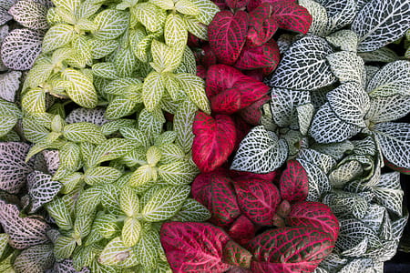 green, red, and gray leaves thumbnail