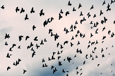 Large Flock of Pigeons in the Air thumbnail