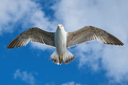 time lapse photography of white seagull flying thumbnail