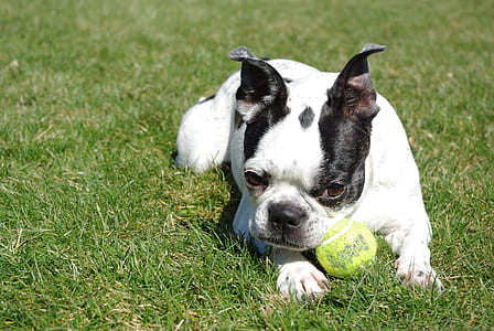 white and black French bulldog on green grass thumbnail