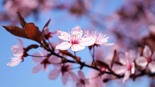 pink petal flower thumbnail