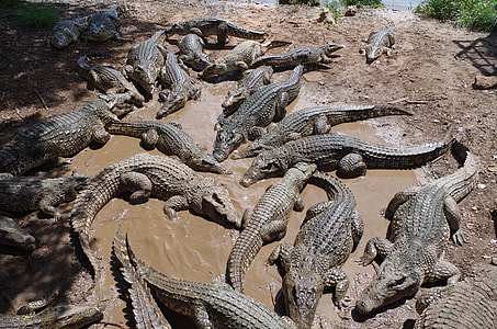 black alligators thumbnail