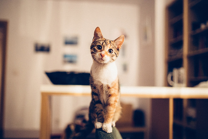 Cute cat inside a house