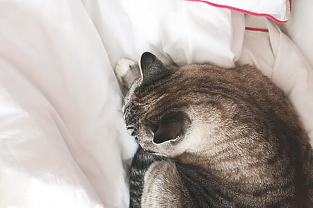 Grey Cat Lying On Bed Photo thumbnail