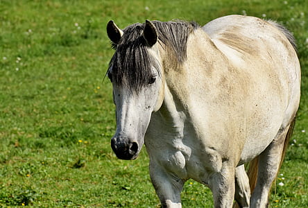 close up of white horse thumbnail