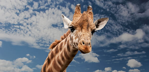 Brown Beige and White Giraffe Under White Clouds thumbnail