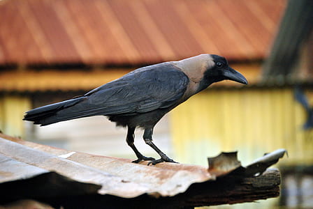 macro shot photography of crow thumbnail