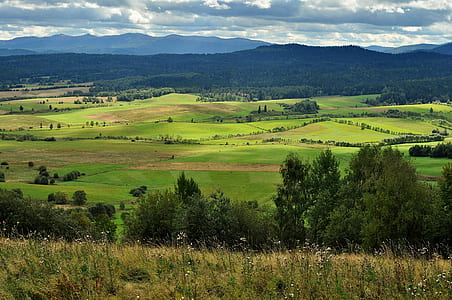 landscape photo of grass and trees thumbnail