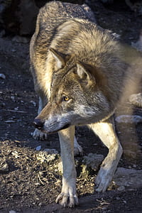 close-up photography of brown wolf thumbnail