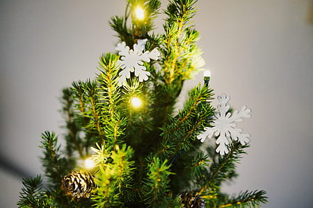 lighted string lights thumbnail
