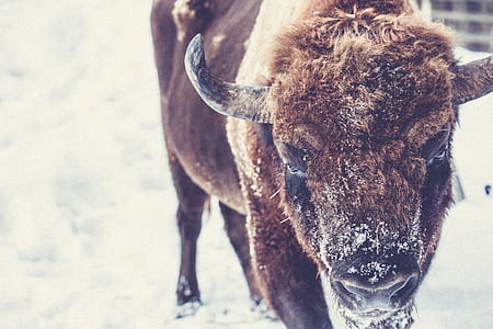 brown 4-legged animal walking snow field during daytime thumbnail