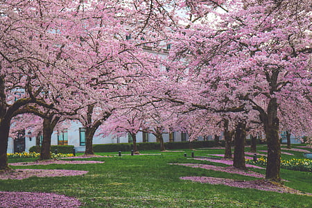 cherry blossom trees thumbnail