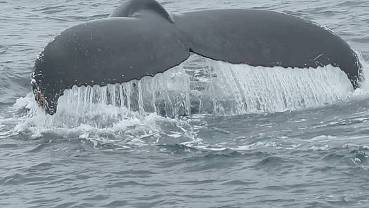 black whale tail fin taken at daytime thumbnail