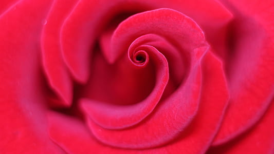 red rose macro photography thumbnail