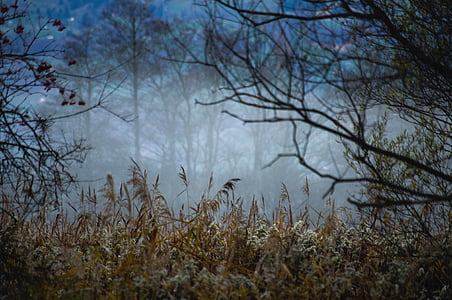 foggy forest thumbnail