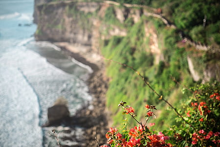 selective focus photography of red flowers on island thumbnail