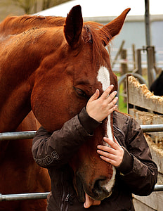 person hugging horse near ranch at daytime thumbnail