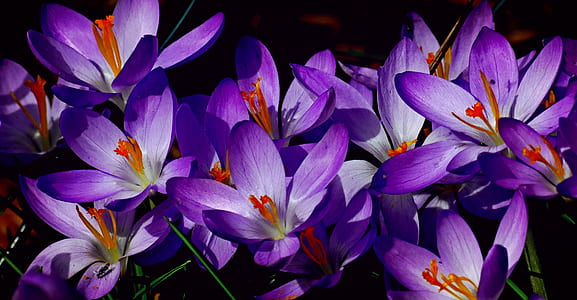 closeup photo of purple petaled flowers thumbnail