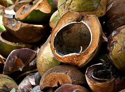 coconut shell photography thumbnail