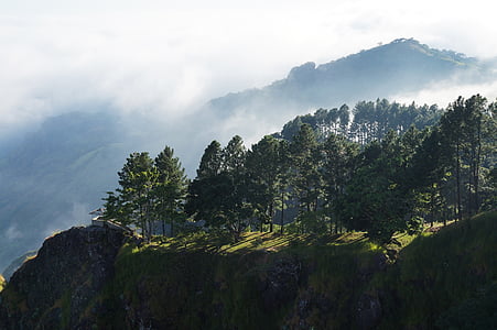 green trees thumbnail