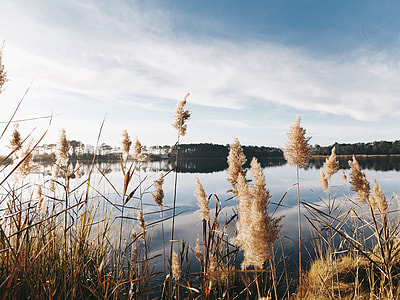 Lake and Reeds landscape in Delaware thumbnail