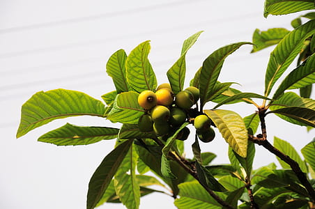 guava fruits on tree thumbnail