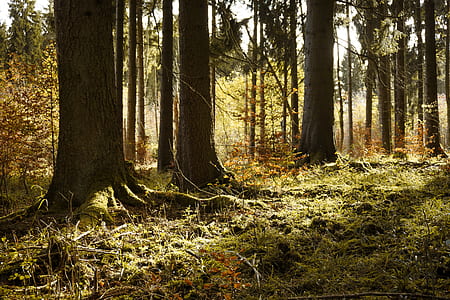 photo of forest during daytime thumbnail