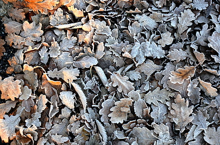 pile of gray and brown oak leaves thumbnail
