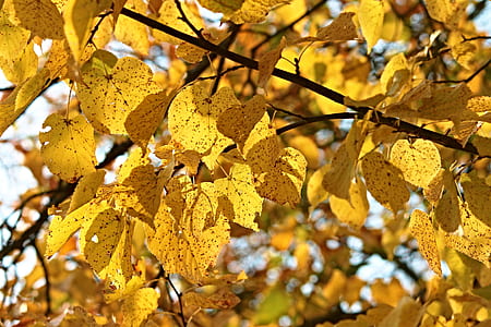 tree during daytime thumbnail