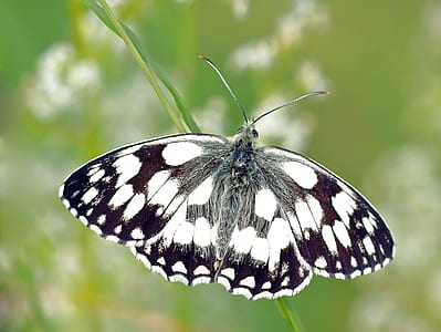 white marbled butterfly in closeup photography thumbnail