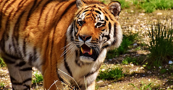 close-up photo of tiger on grass thumbnail