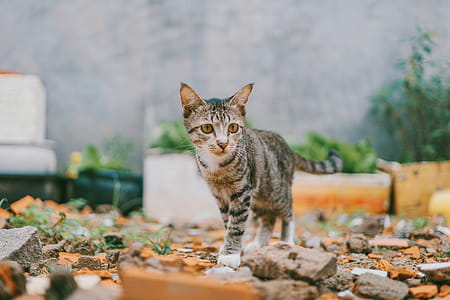 Selective Focus Photography of Silver Tabby Cat thumbnail