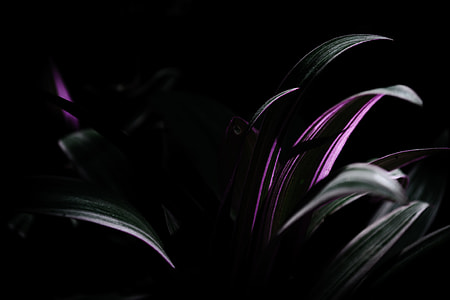 green and purple plants photography thumbnail