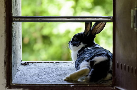 black and white bunny reclining on widnow thumbnail