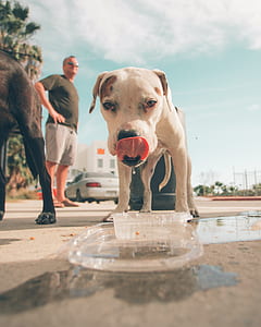 dog licking it's nose near standing man and dog during day thumbnail
