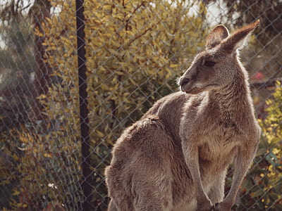 selective focus photography of kangaroo thumbnail