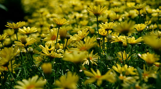 bloomed yellow petaled flowers thumbnail