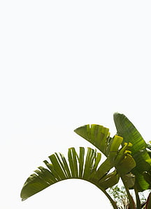 green banana tree thumbnail