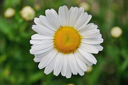 closeup photography of white and yellow daisy flower thumbnail