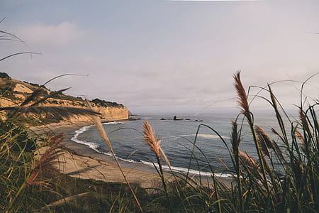 grasses near seashore thumbnail