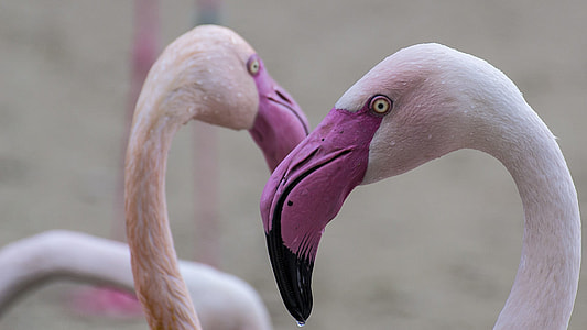 pink flamingos standing on brown field during daytime thumbnail