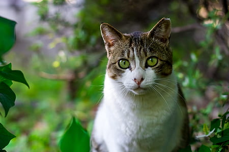 animal photograph of brown tabby cat thumbnail