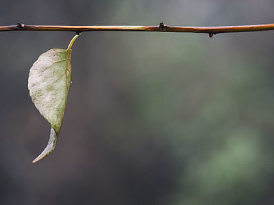 selective focus photography of green leaf thumbnail