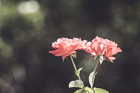 two pink petaled flowers during daytime thumbnail