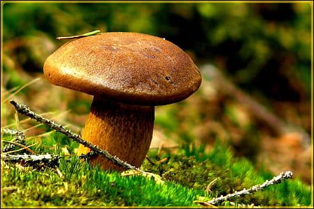 brown mushroom thumbnail