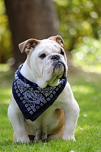 white bulldog on green grass thumbnail