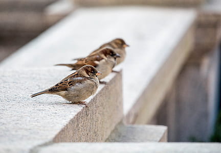 three brown birds thumbnail