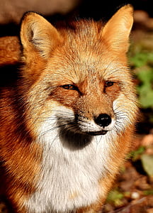 red fox in shallow focus photography thumbnail