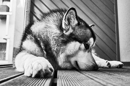 grayscale photo of Siberian husky thumbnail