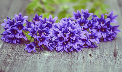 selective focus photography of blue flowers on wood plank thumbnail